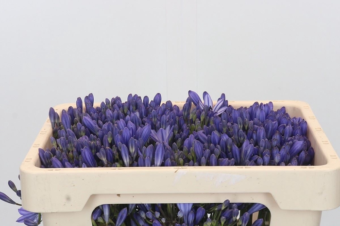 <h4>Agapanthus FU 'Atlantic Ocean'</h4>