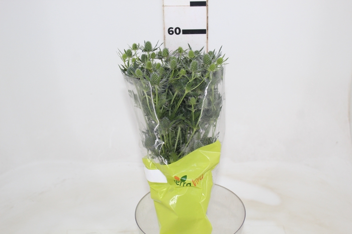 <h4>ERYNGIUM 060 CM</h4>