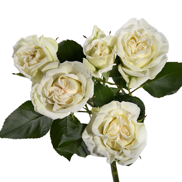 <h4>R TR WHITE FLOW Tessa</h4>