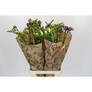 Freesia One XXL Mixed