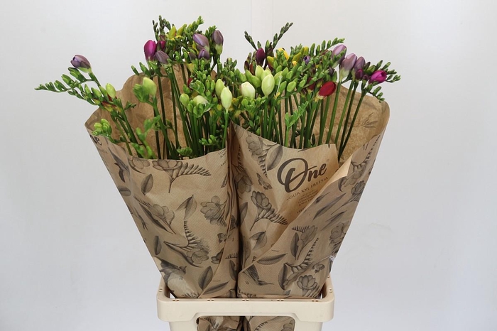 Freesia One Xxl Mixed
