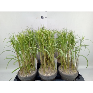Fritillaria meleagris