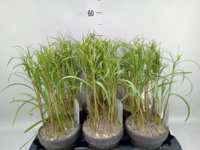 <h4>Fritillaria meleagris</h4>