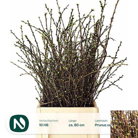 <h4>Kersenbloesem P Bos</h4>