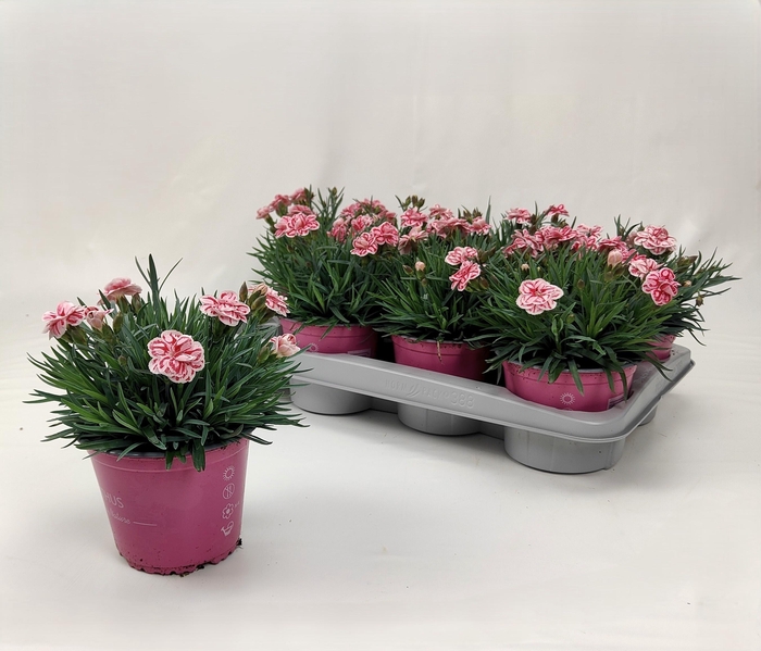 <h4>DIAN RASPBERRY EYES</h4>