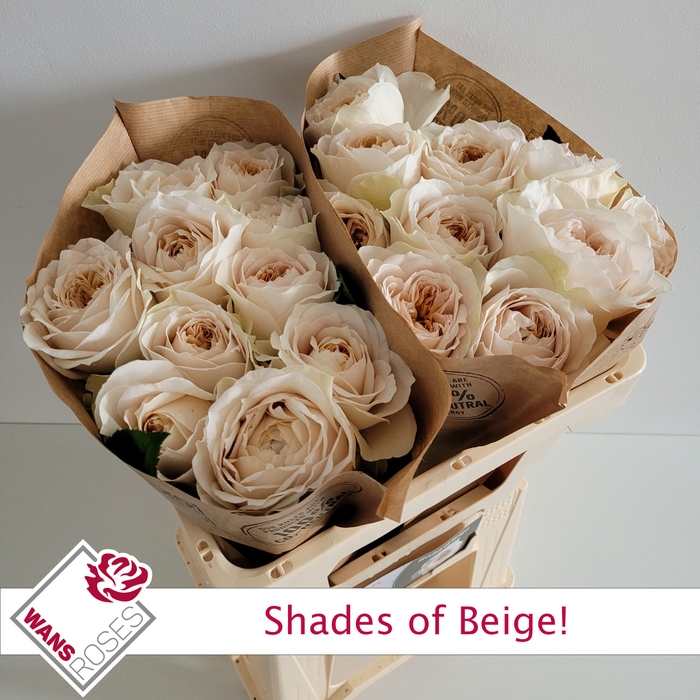 <h4>R GR SHADE OF BEIGE!</h4>