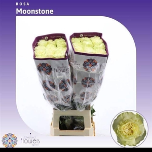 R GR MOONSTONE