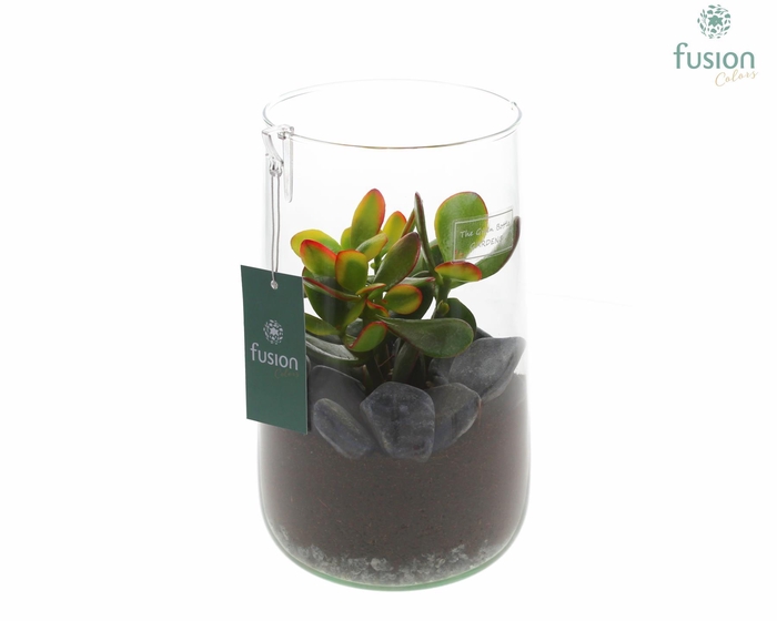 <h4>Green Bottle Deline Large met Succulenten</h4>
