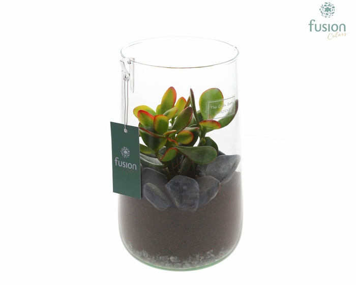 <h4>Green Bottle Deline Large met Succulenten</h4>