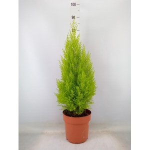 Cupressus macro. 'Goldcrest Wilma'