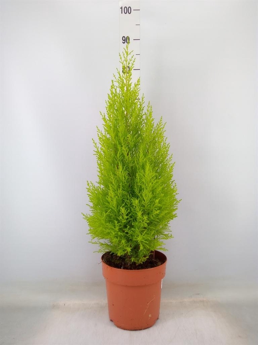 <h4>Cupressus macro. 'Goldcrest Wilma'</h4>