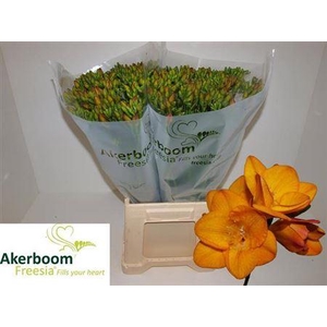 Fr En Wondelfull Bronze