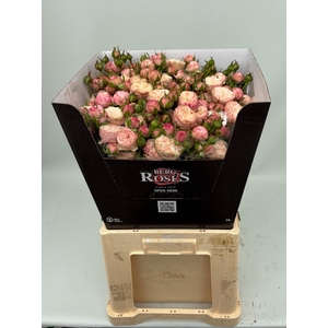 R TR ROYAL BLUSH