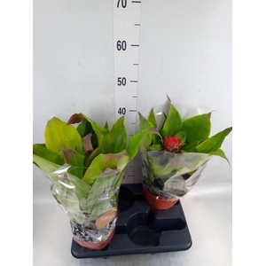 Aechmea tayoensis