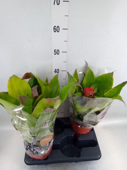 <h4>Aechmea tayoensis</h4>