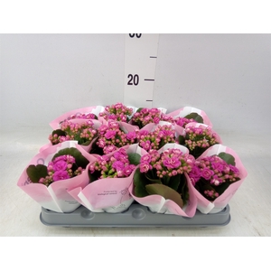 Kalanchoe   ...