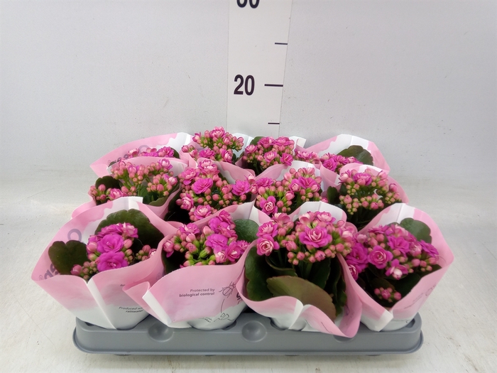 <h4>Kalanchoe   ...</h4>
