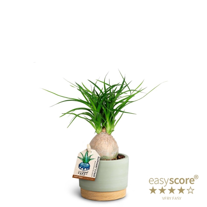 BEAUCARNEA RECURVATA P7 WOODB G