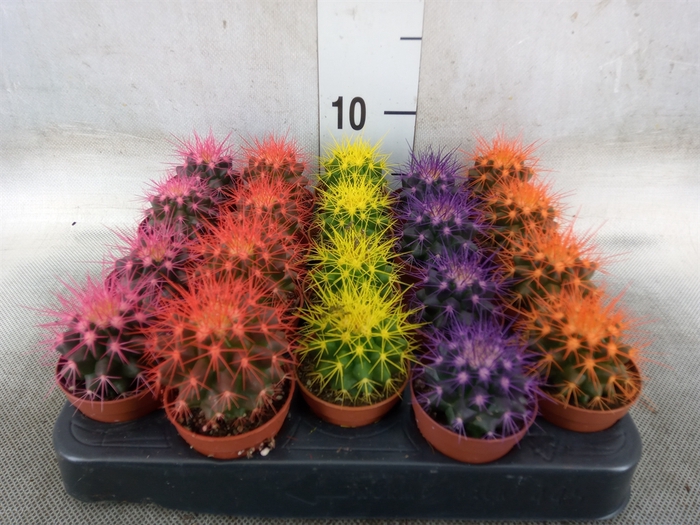 <h4>Echinocactus grusonii</h4>