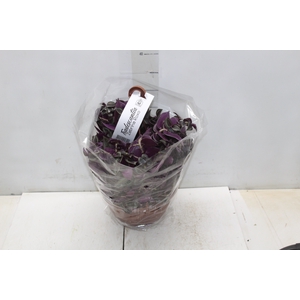 TRADESCANTIA ZEBRINA C21 ROXO