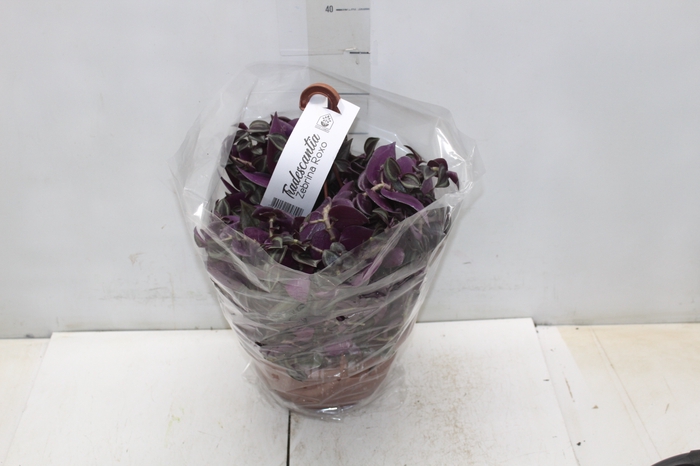 <h4>TRADESCANTIA ZEBRINA C21 ROXO</h4>