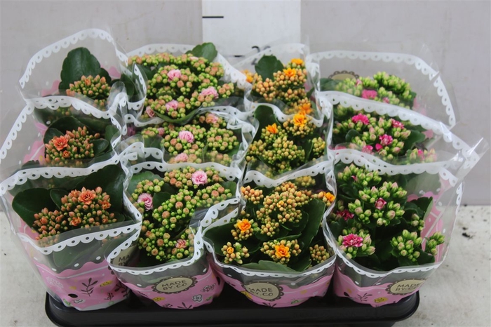 <h4>Kalanchoe Calandiva Mix Special</h4>
