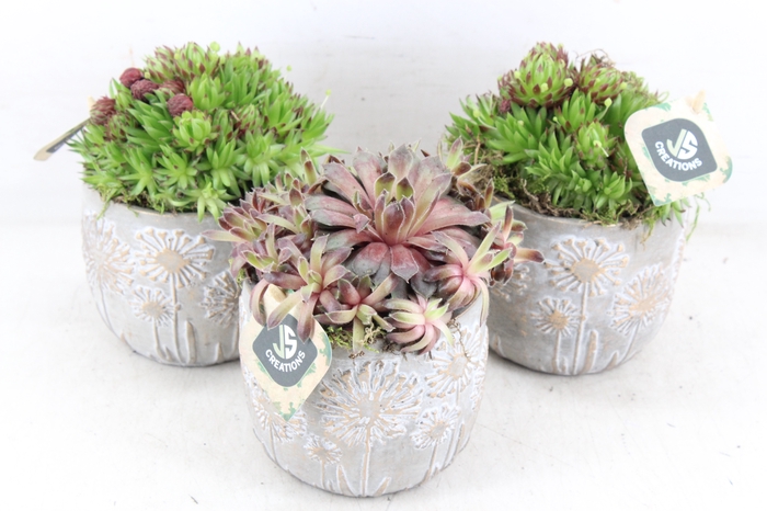 <h4>arr4 Semp JS - Ker. pot flower 236/6</h4>