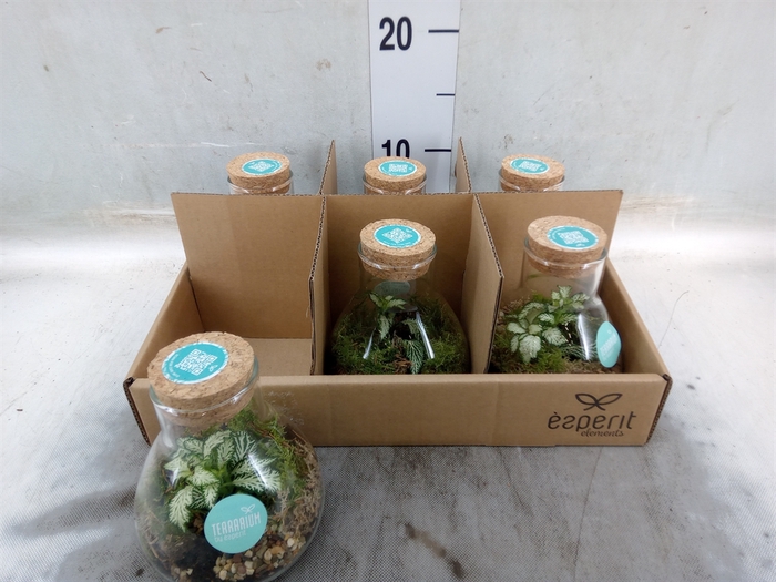 <h4>Arr.   Planten L%</h4>