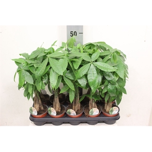 Pachira Aquatica 12Cm