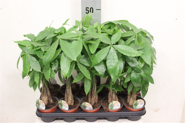 <h4>Pachira Aquatica 12Cm</h4>