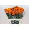 Tagetes Marigold Promise Orange