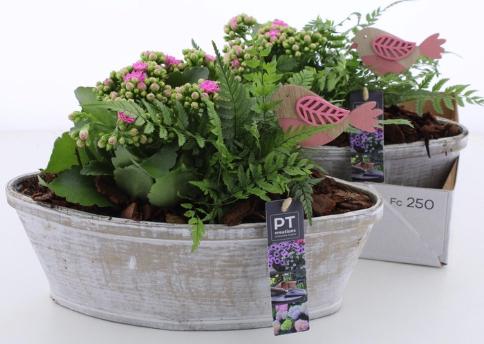 <h4>ARR TUINPLANTEN</h4>