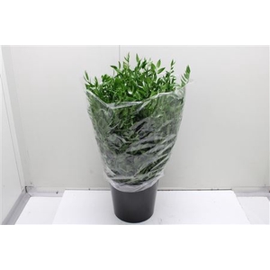 Ruscus Kort Ex
