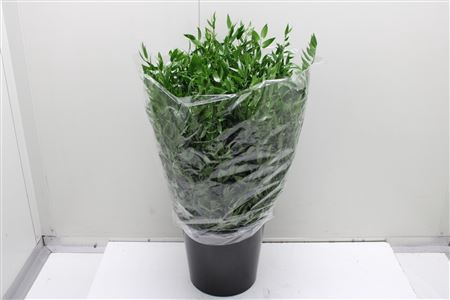 <h4>Ruscus Kort Ex</h4>