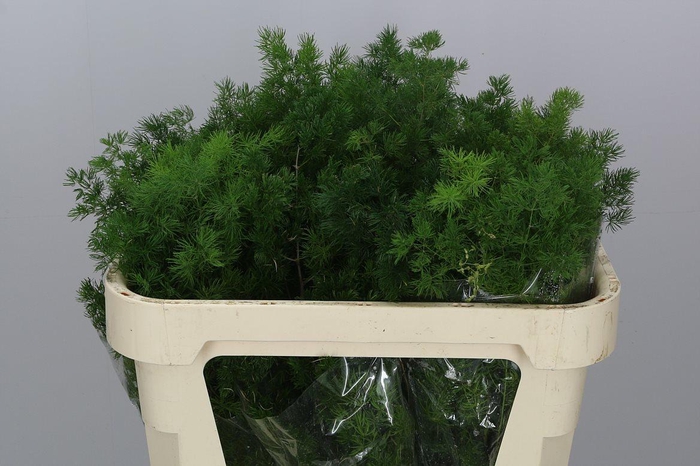 <h4>Asp Umbellatus</h4>