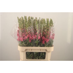 Antirrhinum Nl. Dark Pink Avignon