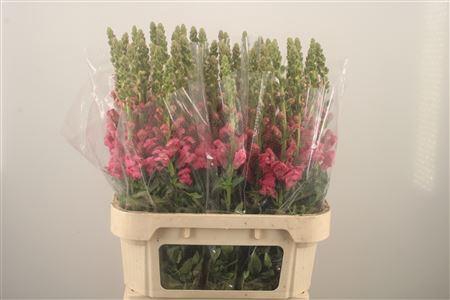 <h4>Antirrhinum Nl. Dark Pink Avignon</h4>