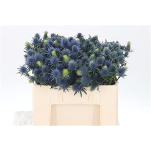 Eryngium Supernova Qstar