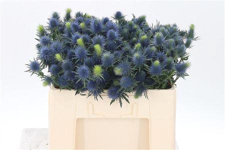 <h4>Eryngium Supernova Qstar</h4>