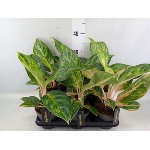 Aglaonema   ...