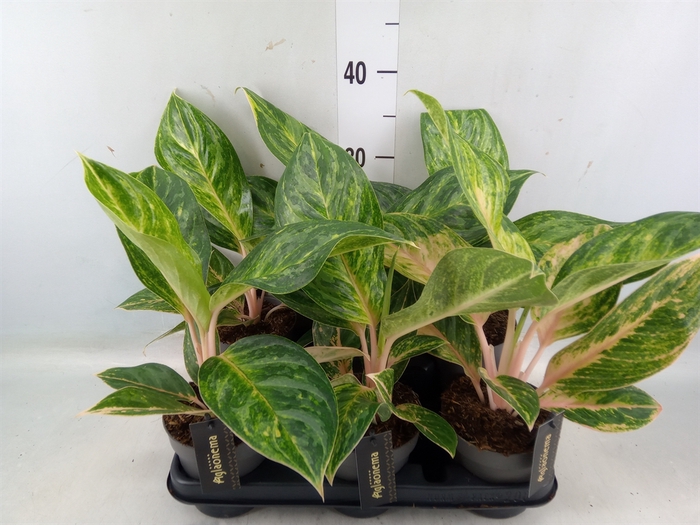 <h4>Aglaonema   ...</h4>