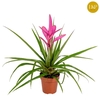 Tillandsia 'Antonio' rose