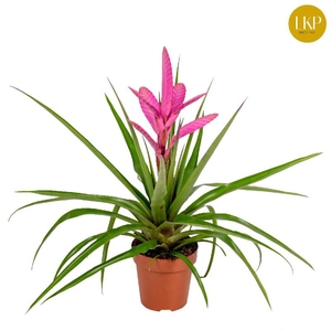 Tillandsia 'Antonio' rose
