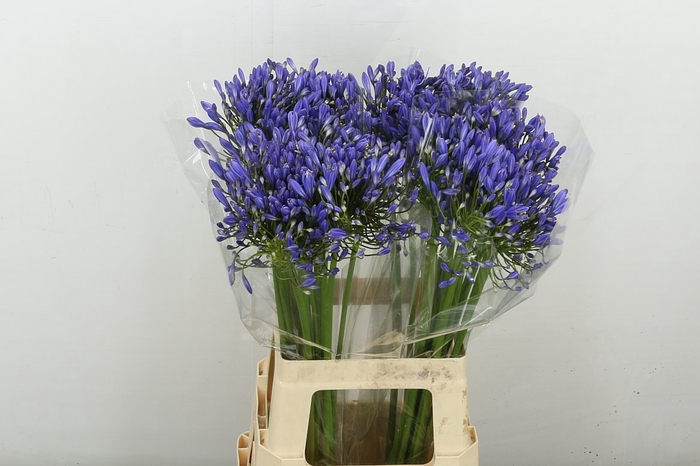 <h4>Agapanthus Blue Heaven</h4>