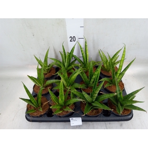Sansevieria trifa.   ...