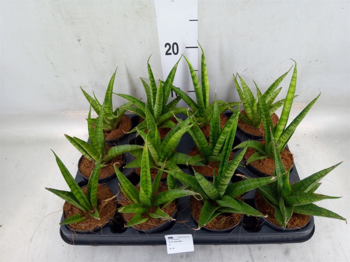 <h4>Sansevieria trifa.   ...</h4>