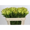 Leucadendron Goldstrike