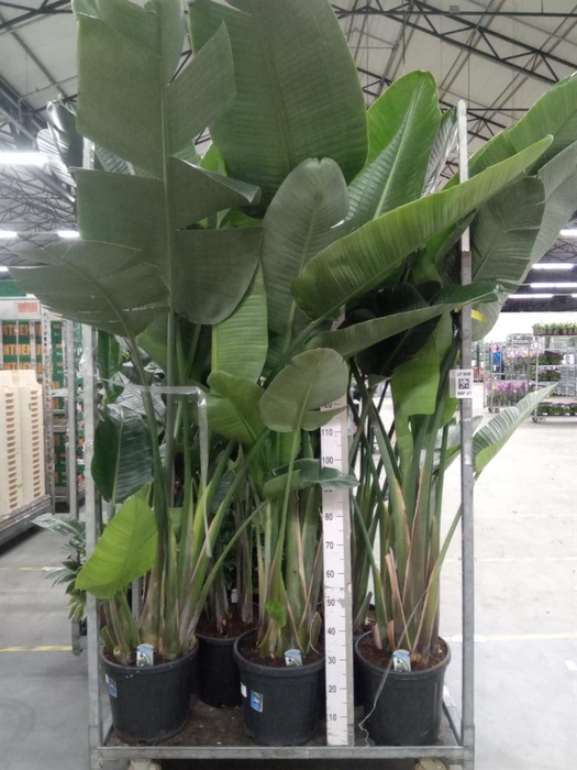 <h4>Strelitzia nicolai</h4>