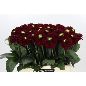 Dahlia Black Fox