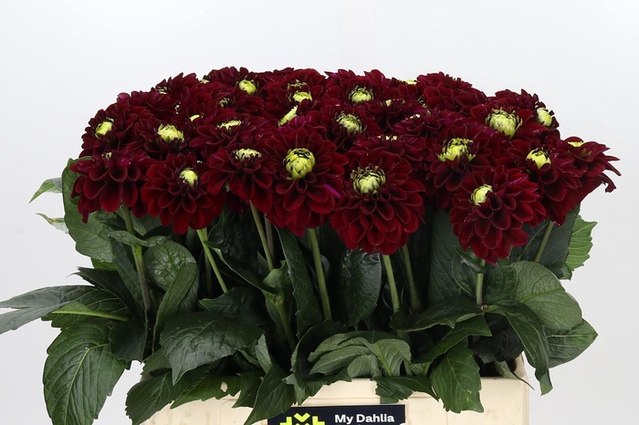 <h4>Dahlia Black Fox</h4>